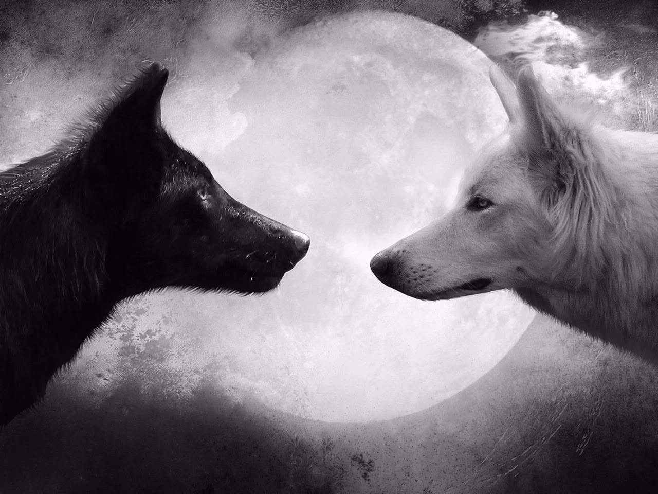 A black wolf and a white wolf facing each other in front of a full moon